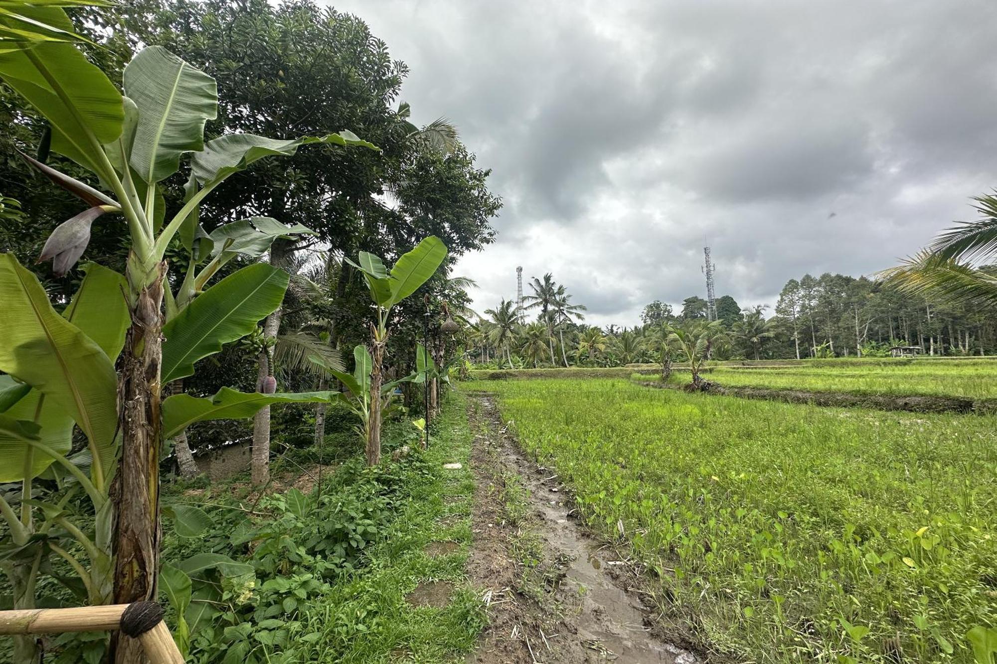 Lumbung Langit Bali House & Hostel Tampaksiring Εξωτερικό φωτογραφία